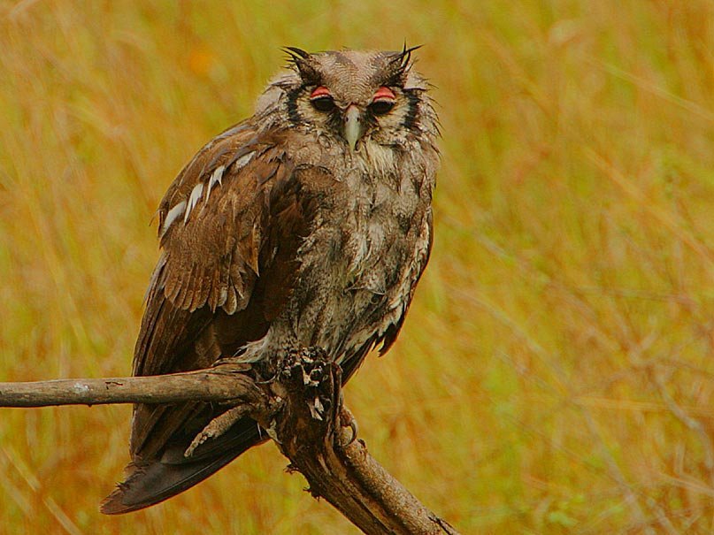 Bubo leucostictus